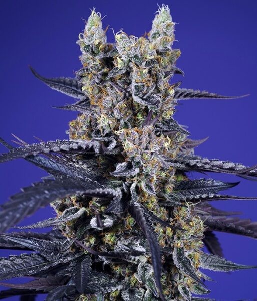 Super Boof XL Auto®
