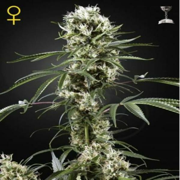 Super Lemon Haze