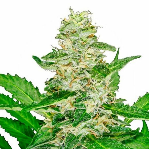 Super Skunk Automatic