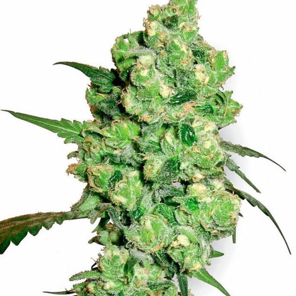 Super Skunk Feminized