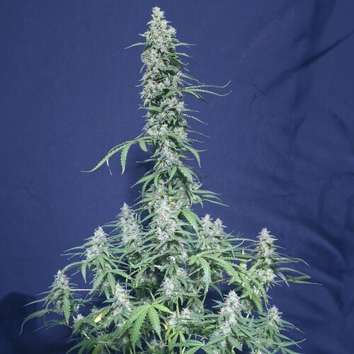 Super Watermelon Auto
