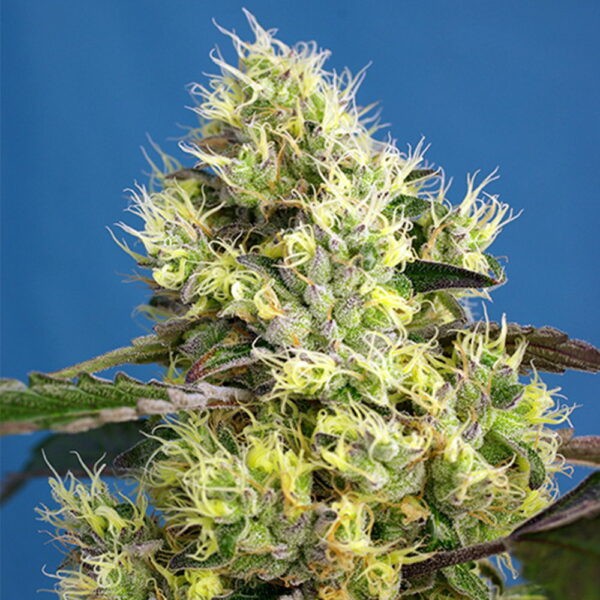 Sweet Gelato Auto®