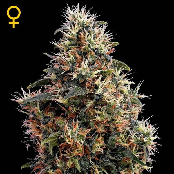 Sweet Mango Auto