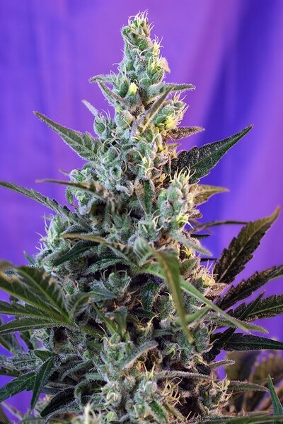 Sweet Skunk Auto®