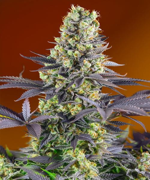 Sweet Zenzation®