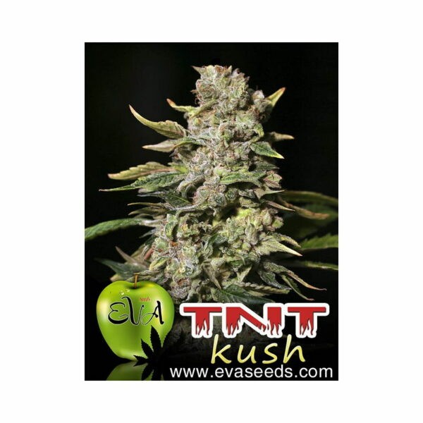 TNT Kush