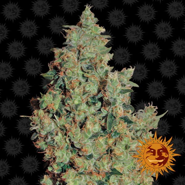 Tangerine Dream