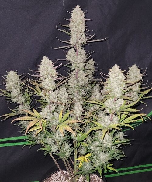 Tropicana Cookies Auto