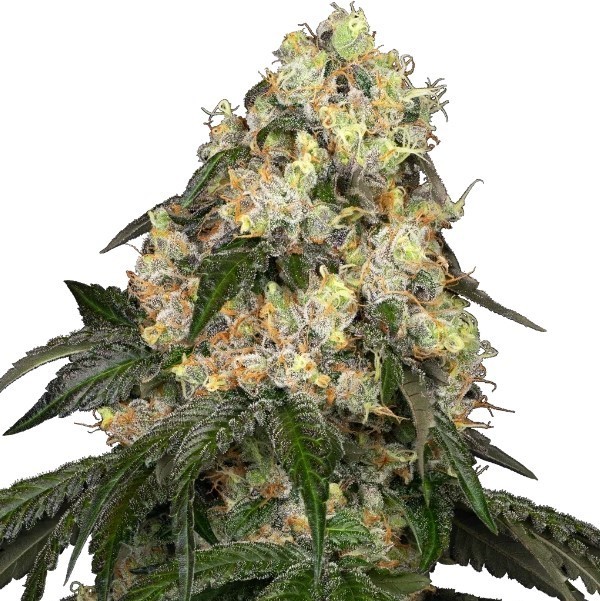 White Biscotti OG XXL Feminized