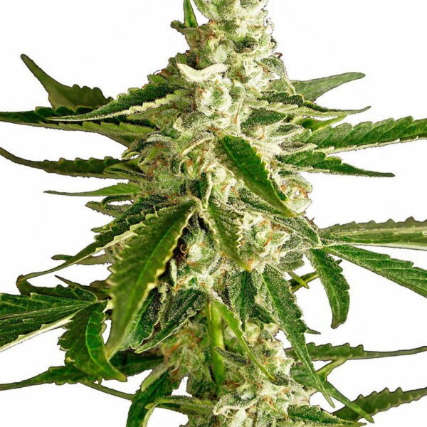 White Diesel Haze Automatic