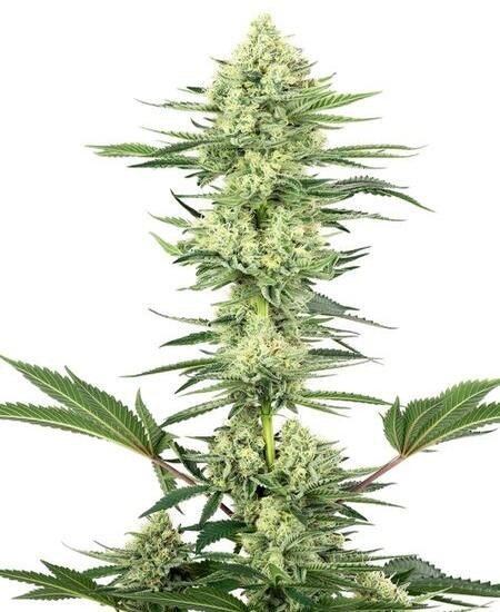 White Gorilla Haze Feminized