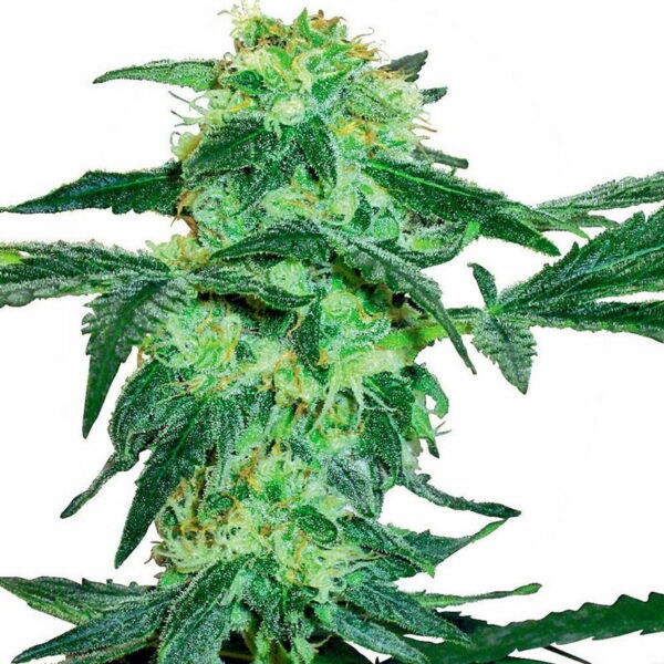 White Ice Feminized