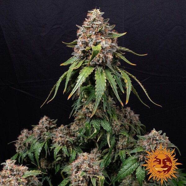 White Widow XXL