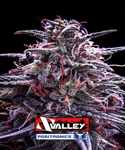 Z Valley