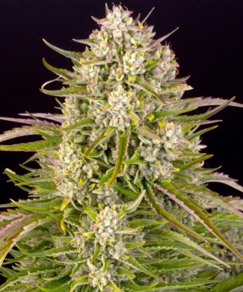 Wedding Cake Auto