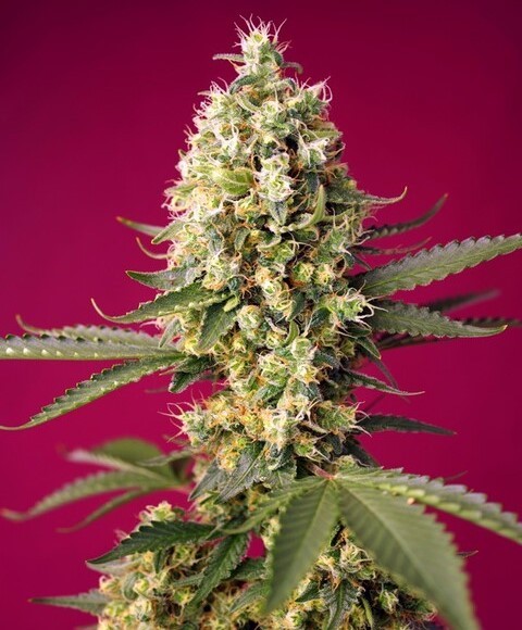 Skywalker OG Runtz XL Auto®