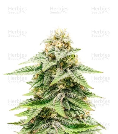 1-800-Cinderella-99 Autoflower Seeds (Seedkeepers)