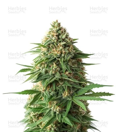 9 Pound Hammer Seeds