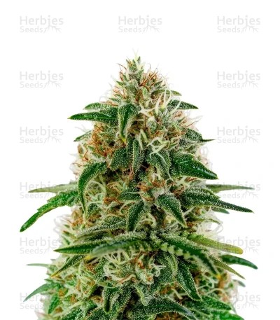 A.M.S. Seeds