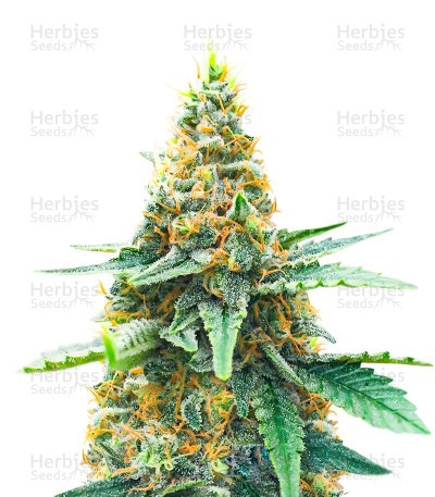 AFS Princess Seeds (AlphaFem Seeds)