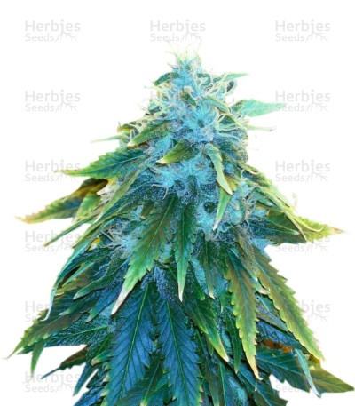 AK 48 Seeds (Nirvana Seeds)