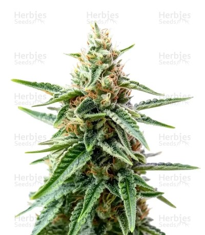 AK Triple Haze Auto Seeds
