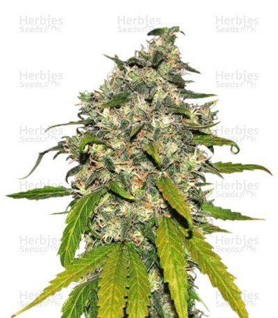 AK-48 Automatic Seeds (Nirvana Seeds)