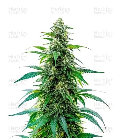 Acapulco Gold Auto Seeds