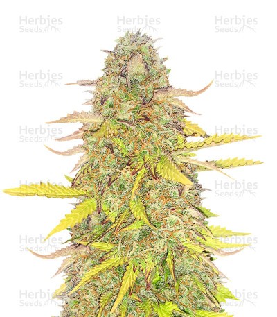 Acid Rain Seeds (EGS)