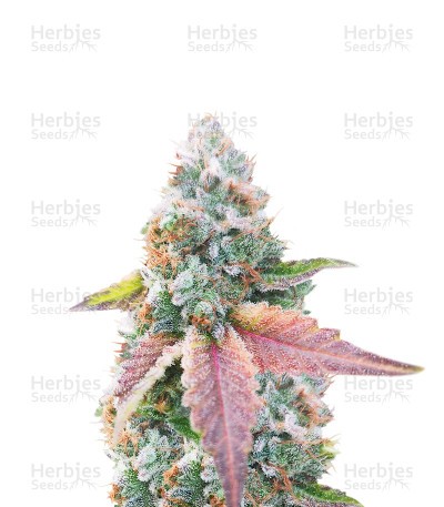 Afghan (Herbies Seeds)