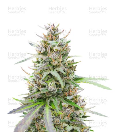 Afghan Auto (Herbies Seeds)