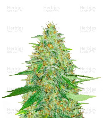 Afghan Kush Seeds