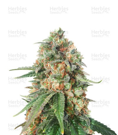 Afghan Kush x Super Skunk (Herbies Seeds)