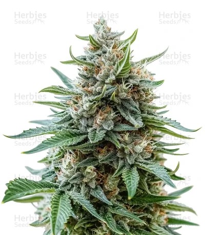 Afgooey Seeds