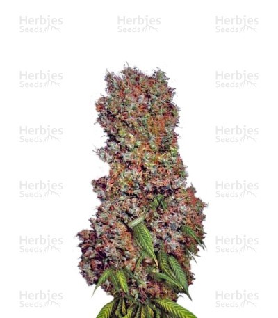 Afrodite Seeds