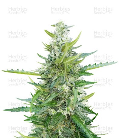 Ak Automatic Seeds