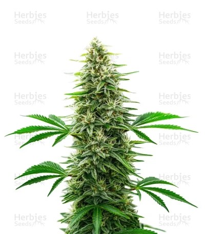 Alien OG Seeds