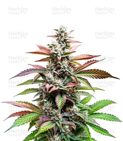 Alien Rock Candy Seeds