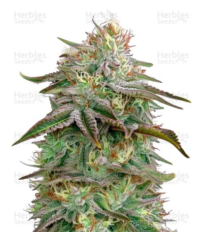 Alienz Seeds