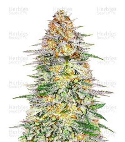 Alpha 21 Seeds (AlphaFem Seeds)