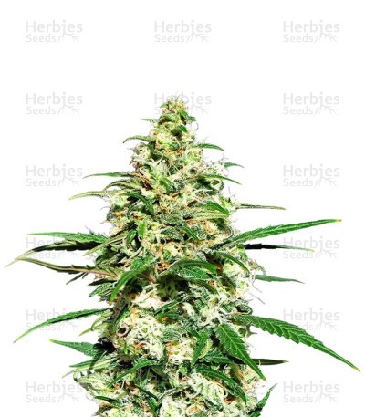 Amnesi-K Lemon feminized seeds