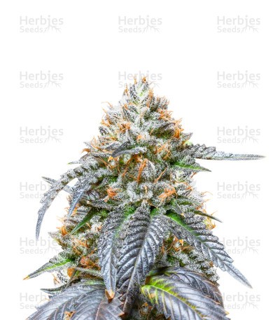 Amnesia (Herbies Seeds)