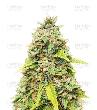Amnesia Autoflower (Herbies Seeds)