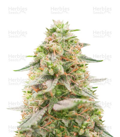 Amnesia Fast Version (Herbies Seeds)