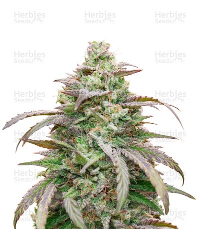 Amnesia Haze (Herbies Seeds)