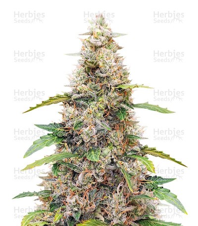 Amnesia Haze Autoflower (Herbies Seeds)