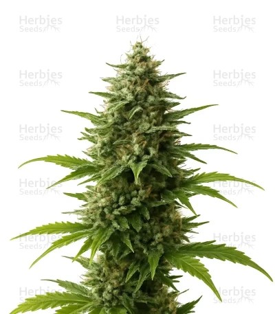 Amnesia Haze Automatic Seeds (Nirvana Seeds)