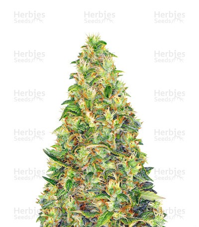Amnesia Haze Seeds (Barney's Farm)