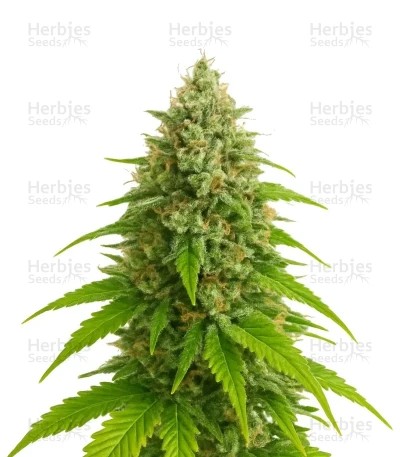 Amnesia Haze feminized seeds (Nirvana Seeds)