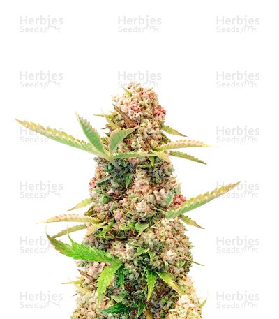 Amnesia Kush Auto (Herbies Seeds)